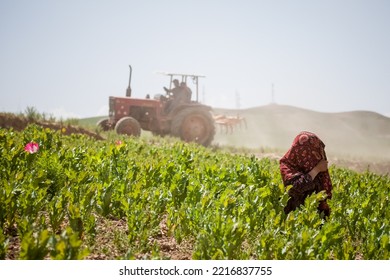 Opium Poppy Flowers Fields Near Faizabad City In Afghanistan