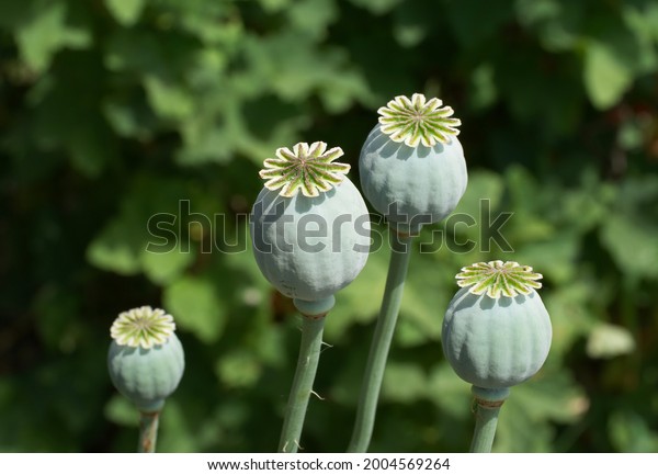 Opium poppy heads, close-up.\
Papaver somniferum, commonly known as the opium poppy or breadseed\
poppy, is a species of flowering plant in the family\
Papaveraceae.