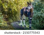 an opkapi standing on a path in the forestp