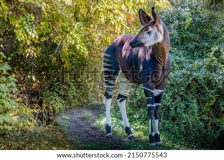 an opkapi standing on a path in the forestp