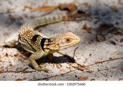 Oplurus cuvieri, known as the collared iguanid lizard, or Madagascan collared iguana. Ankarafantsika National Park, Madagascar wildlife and wilderness