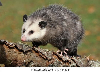 Opossum Climbing Log Stock Photo 797484874 