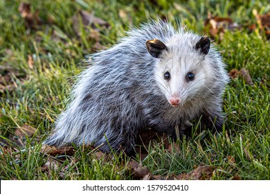 5,484 Possum Images, Stock Photos & Vectors 