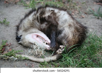 Opossum Either Dead Or Playing Possum Which Is Pretending To Be Dead