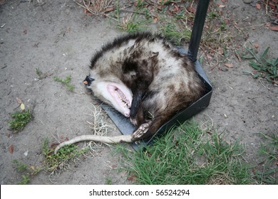 Opossum Either Dead Or Playing Possum On A Scoop Tool