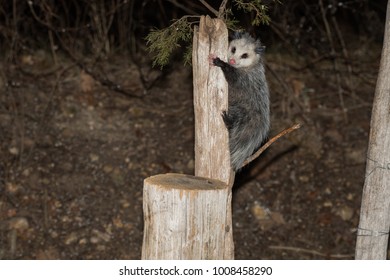 Opossum Hanging On A Wooden Post At Night