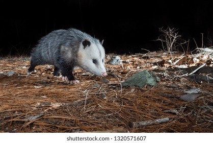 Opossum At Night 