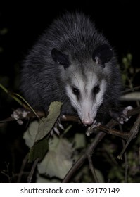 Opossum Night Stock Photo 39179149 