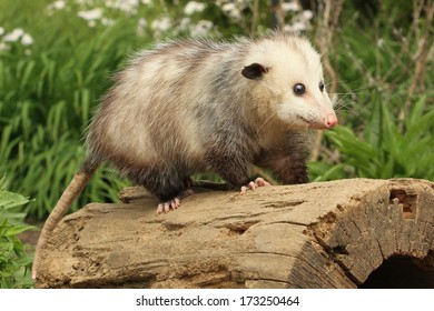 Opossum On Log Stock Photo 173250464 | Shutterstock