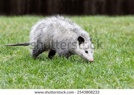 An opossum sniffs for food while walking across the green lawn of a suburban back yard.