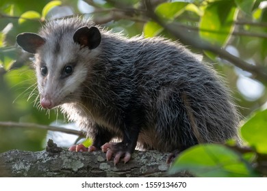 555 Opossum tree Images, Stock Photos & Vectors | Shutterstock