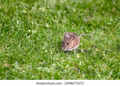 Opportunist wood mouse, apodemus sylvaticus, scavenges for bird seed dropped from a feeder to the lawn below. Hampshire, UK. Space for your text.