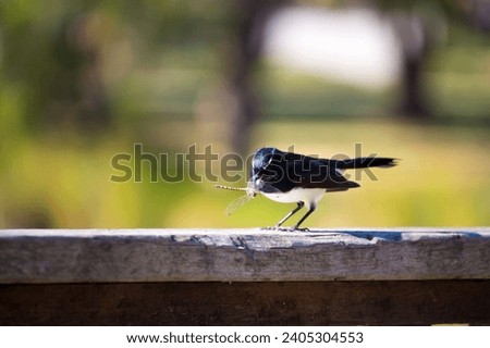 Opportunistic little Australian willie wagtail in smart black and white plumage perching on a wooden bench is quickly eating a dragonfly insect flying past which makes a quick nutritious  meal.