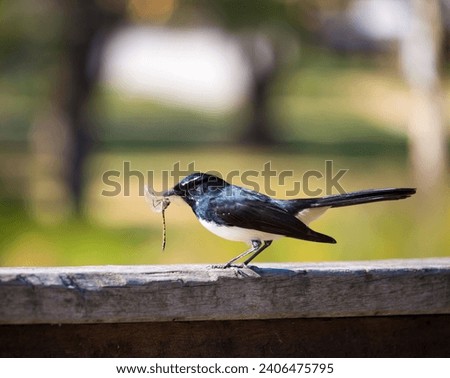 Opportunistic little Australian willie wagtail in smart black and white plumage perching on a wooden bench is quickly eating a dragonfly insect flying past which makes a quick nutritious  meal.