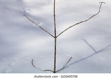 Opposite Branching For Tree Identification
