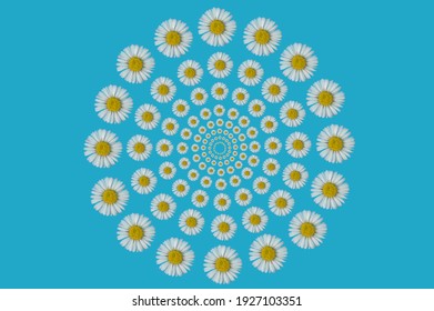 Optical Illusion Pattern Made Of Daisy Flower On A Blue Background. Spring Concept. Flat Lay Photography.