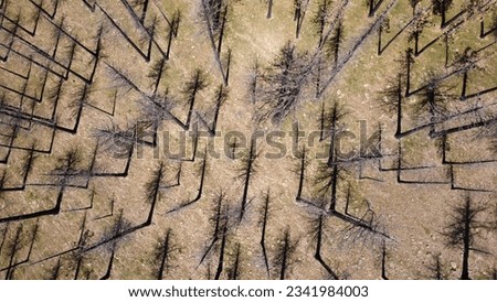 Similar – Image, Stock Photo Optical illusion tree shadow
