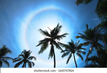 Optical phenomenon known as Glory, A Halo in the sky behind a Palm tree
 - Powered by Shutterstock