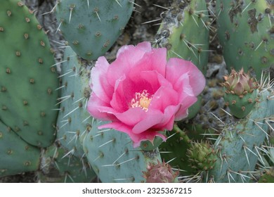 Optunia Prickly-pear flower in- bloom. Arizona Cactus Garden in Palo Alto, California. - Shutterstock ID 2325367215