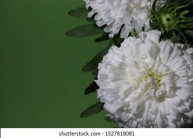 Opulent flowers of snow-white aster on a dark green background close-up

 - Shutterstock ID 1527818081