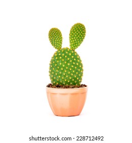 Opuntia Cactus In Brown Pot Isolated On White Background 