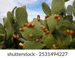 Opuntia cactus plant with ripe prickly pears cactus fruits on the blue sky background