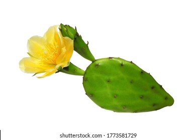 Opuntia Cactus (prickly Pear) With Yellow Flower Isolated On White Background