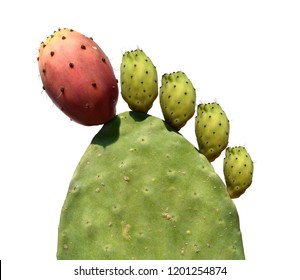 Opuntia cactus (prickly pears) with green and red edible fruits isolated on a white background 
