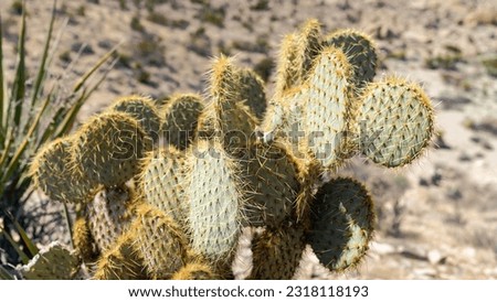 Opuntia Chlorotica Cactus in Joshua Tree National Park