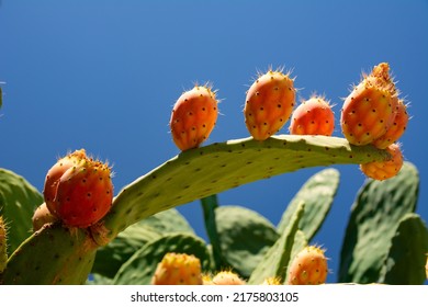 Opuntia Ficus Indica, the prickly pear. Ripe orange and yellow fruits of cactus and green thick leaves with needles. A species of cactus with edible fruits. Barbary fig fruits, cactus spines.