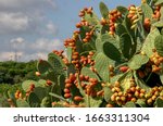 Opuntia ficus-indica with ripe fruit, prickly pears