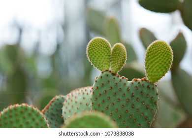 Opuntia Microdasys the Trees Flat Brownishbrown Stock Photo 1073838038 ...