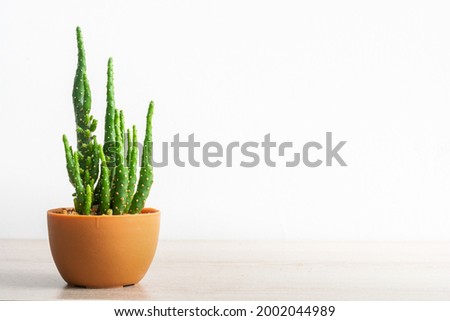 Opuntia monacantha cactus, small plants grown in orange pots on wooden table and white wall background.