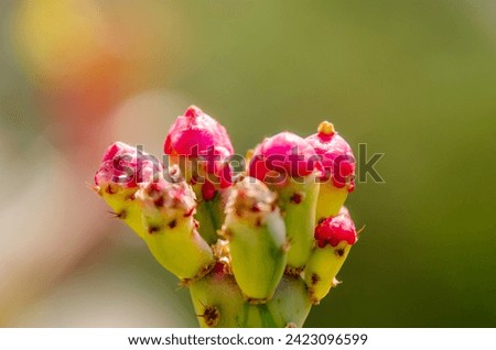 Opuntia monacantha is a twisted and monstrous variety of the classic prickly pear cactus that grows a unique, deformed stem