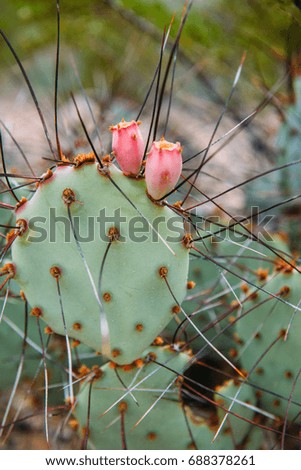 Opuntia and pears.