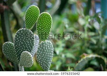 Opuntia is a plant of North and South America, belongs to the Cactaceae family.