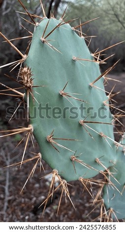 Opuntia is a prickly and succulent cactus. A desert plant, it enjoys sunlight.