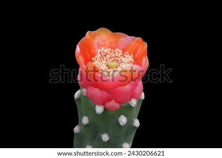 Opuntia - Red Flower Cactus - isolated on black background