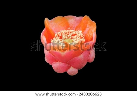 Opuntia - Red Flower Cactus - isolated on black background