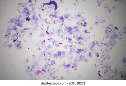 Oral Cavity Mucous Membrane Under The Microscope