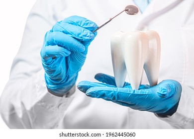 Oral dental hygiene. Healthy white tooth model and dentist mirror instrument in dentist hands and rubber gloves.