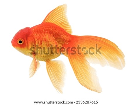 Oranda Gold Fish Isolated on White Background