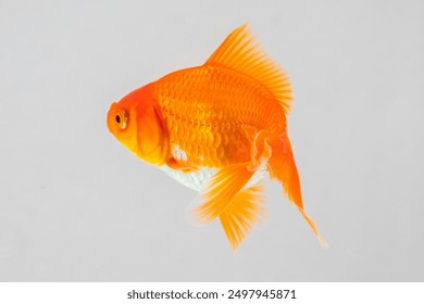 Oranda goldfish in aquarium fish tank close up - Powered by Shutterstock