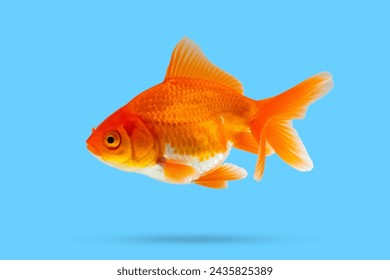 Oranda goldfish isolated on blue background - Powered by Shutterstock