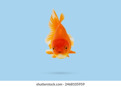 Oranda goldfish isolated on blue background