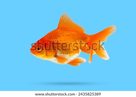 Oranda goldfish isolated on blue background