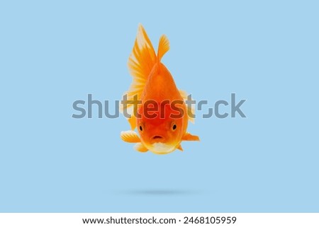 Oranda goldfish isolated on blue background