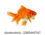 Oranda goldfish isolated on white background close up