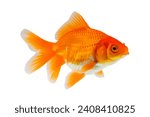 Oranda goldfish isolated on white background close up