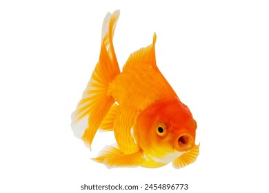 Oranda goldfish isolated on white background close up - Powered by Shutterstock